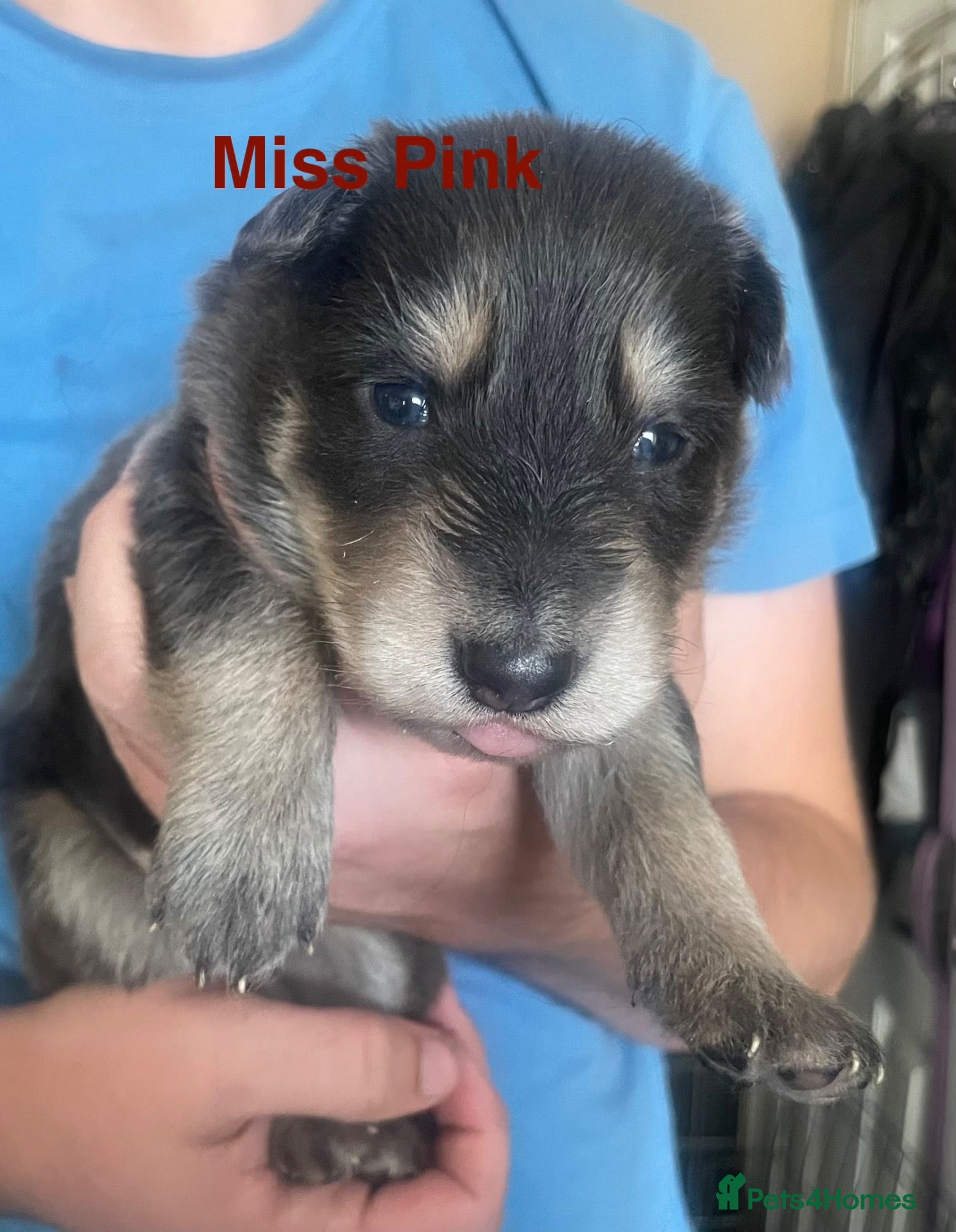 German Shepherd dogs Straight-Back German Shepherd Puppies  - Advert 12