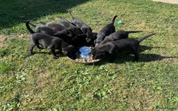Labrador Retriever dogs for sale: KC Registered Black Labradors Edinburgh - Image 1