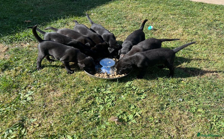 Labrador Retriever dogs - Advert 2