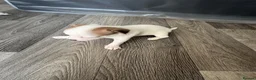 Chihuahua dogs for sale: 4 weeks  - Advert 5