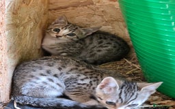 Bengal cats for sale: Bengal cross kittens - Image 12