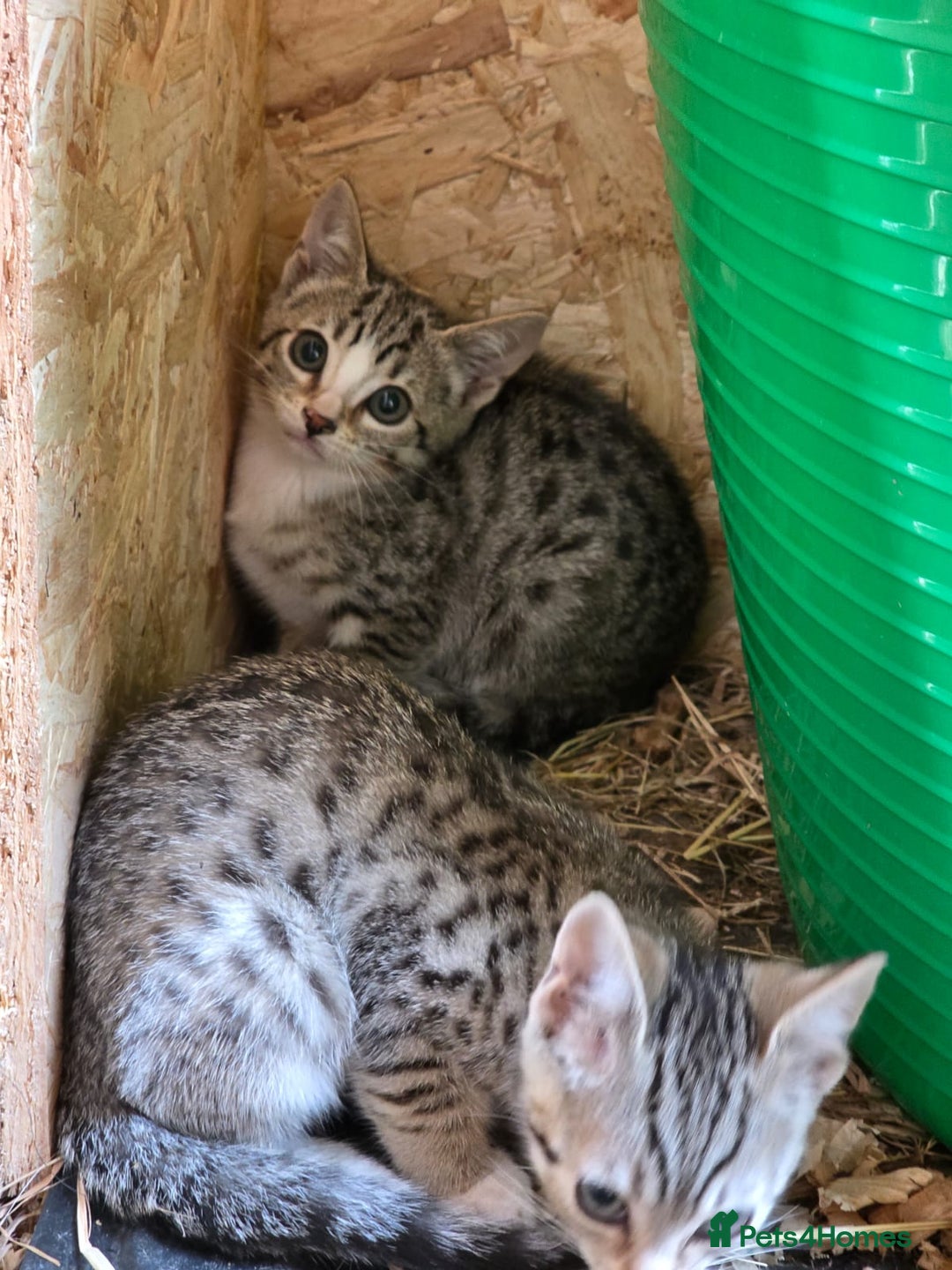 Bengal cats for sale: Bengal cross kittens - Image 12