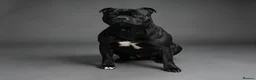 Staffordshire Bull Terrier dogs for stud: Billionaire Bill Staffordshire bull terrier stud  - Advert 2