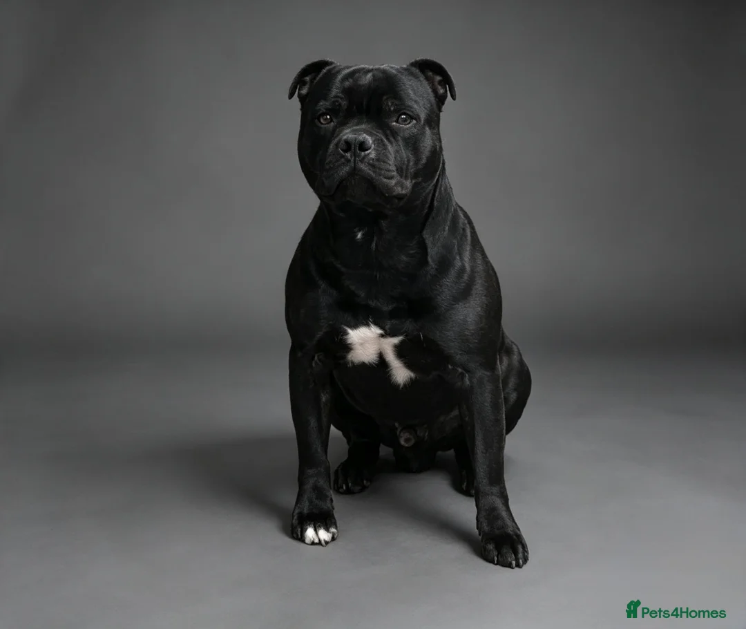 Staffordshire Bull Terrier dogs for stud: Billionaire Bill Staffordshire bull terrier stud  - Advert 2
