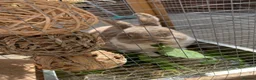 Mini Lop rabbits for sale: Rabbit rehoming  in Dudley - Advert 3