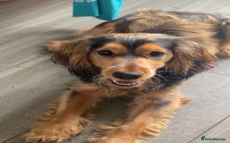 Cocker Spaniel dogs for stud: Show Type Cocker Spaniel - Image 1