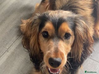 Cocker Spaniel dogs Show Type Cocker Spaniel Black and Tan - Advert 6