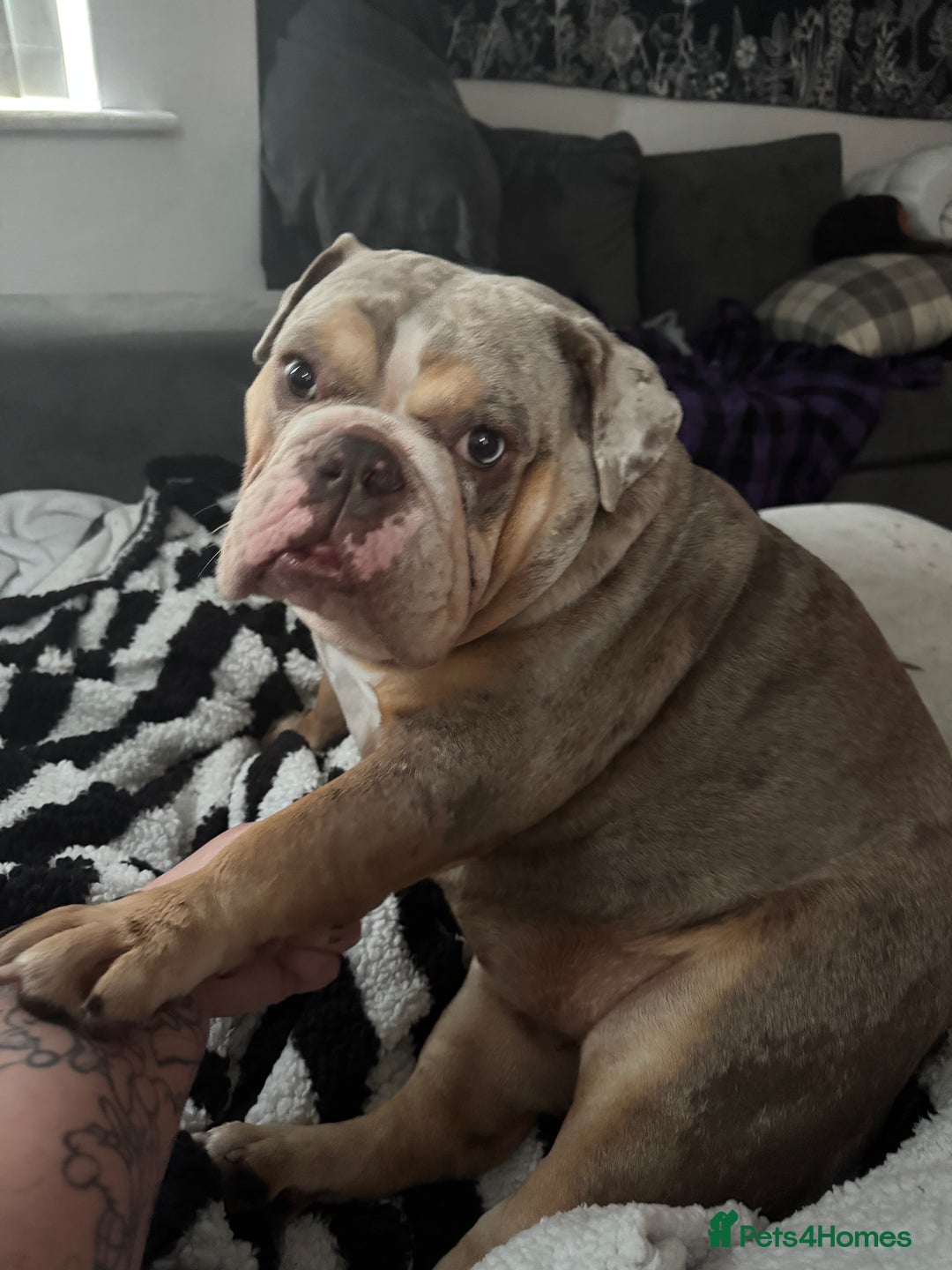 English Bulldog dogs for sale: Female English Bulldog - Image 6