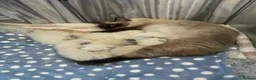 Ragdoll cats for sale: Pure ragdoll kittens  in Southend-on-Sea - Advert 10