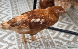 Chickens poultry for sale: 10 Female chickens with extras  - Image 4