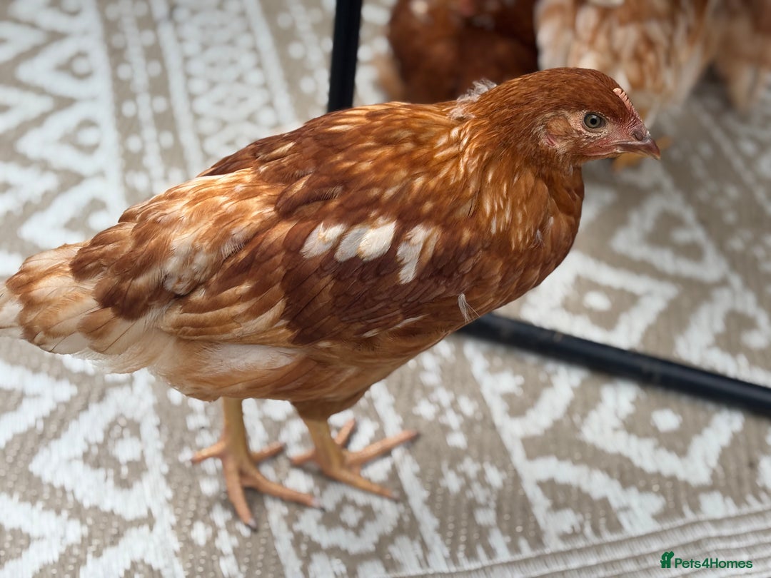Chickens poultry for sale: 10 Female chickens with extras  - Image 4