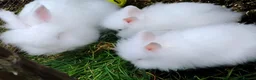 Lionhead rabbits for sale: Beautiful lionhead babies - Advert 1