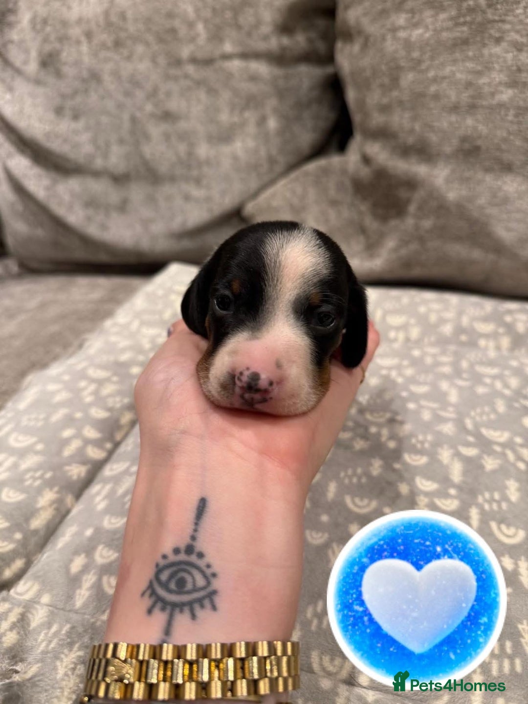 Miniature Dachshund dogs for sale: Venus Rocket and Comet 3 piebald dachshunds  - Advert 8