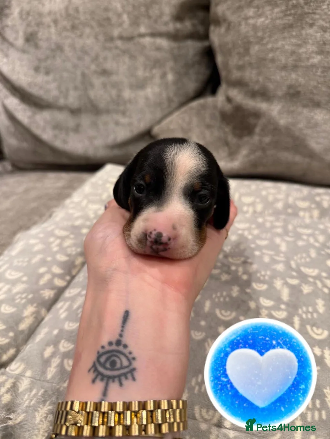 Miniature Dachshund dogs for sale: REDUCED Venus Rocket and Comet piebald dachshunds  - Advert 8