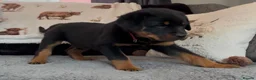 Rottweiler dogs for sale: Rottweiler Pups ready to leave  - Advert 23