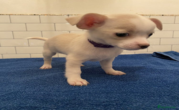 Chihuahua dogs - Advert 1