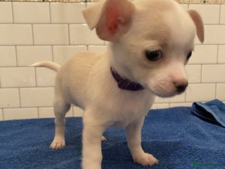 Chihuahua dogs for sale - Advert 1