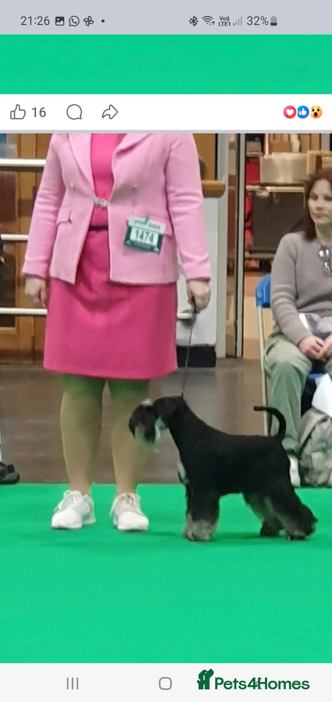 Miniature Schnauzer dogs for sale: Beautiful KC registered boy  - Advert 2