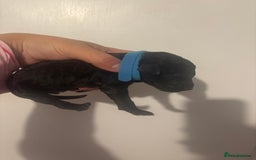 Standard Poodle dogs for sale: Beautiful litter of Standard Poodle Puppies  - Image 6