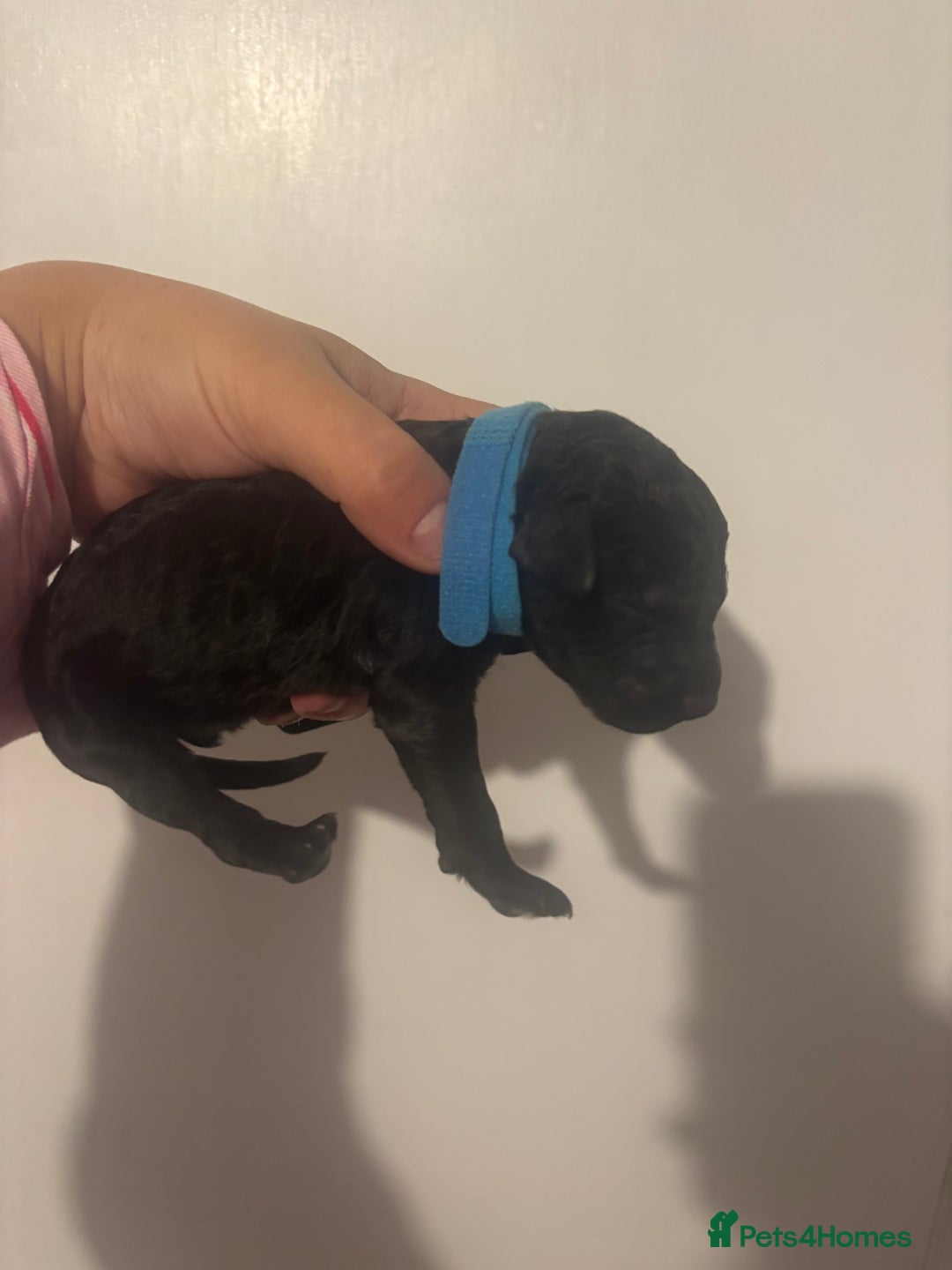 Standard Poodle dogs for sale: Beautiful litter of Standard Poodle Puppies  - Image 6