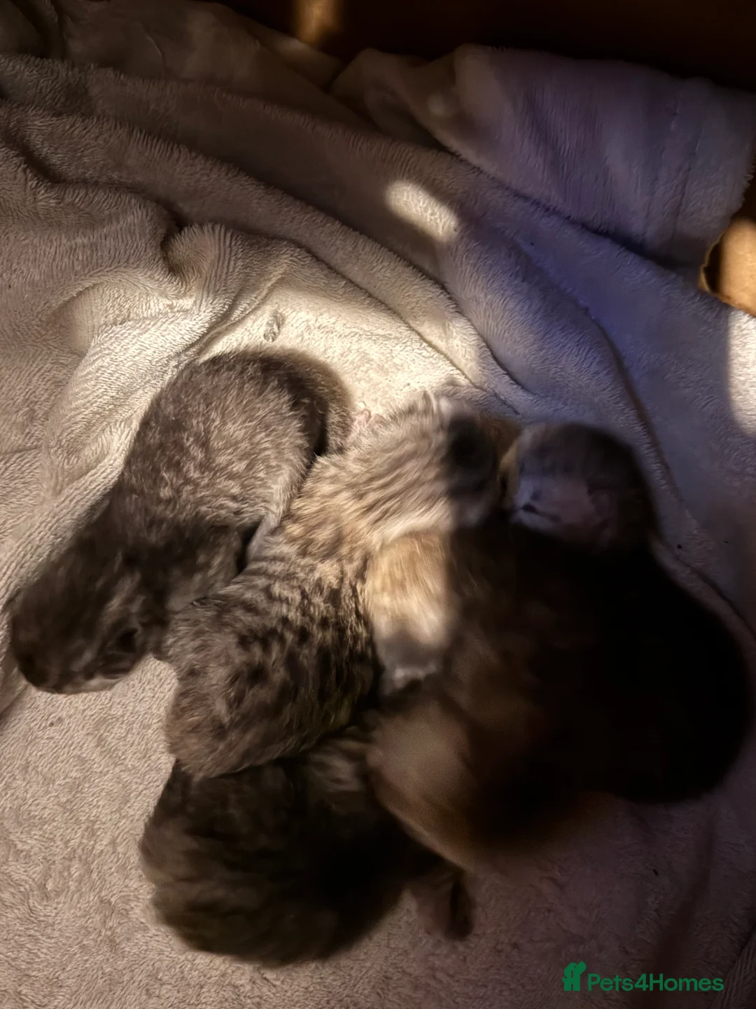 Persian cats for sale: Persian silver tabby - Advert 3