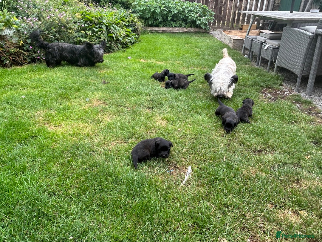 Skye Terrier dogs for sale: Gorgeous chunky terrier pups  - Image 4