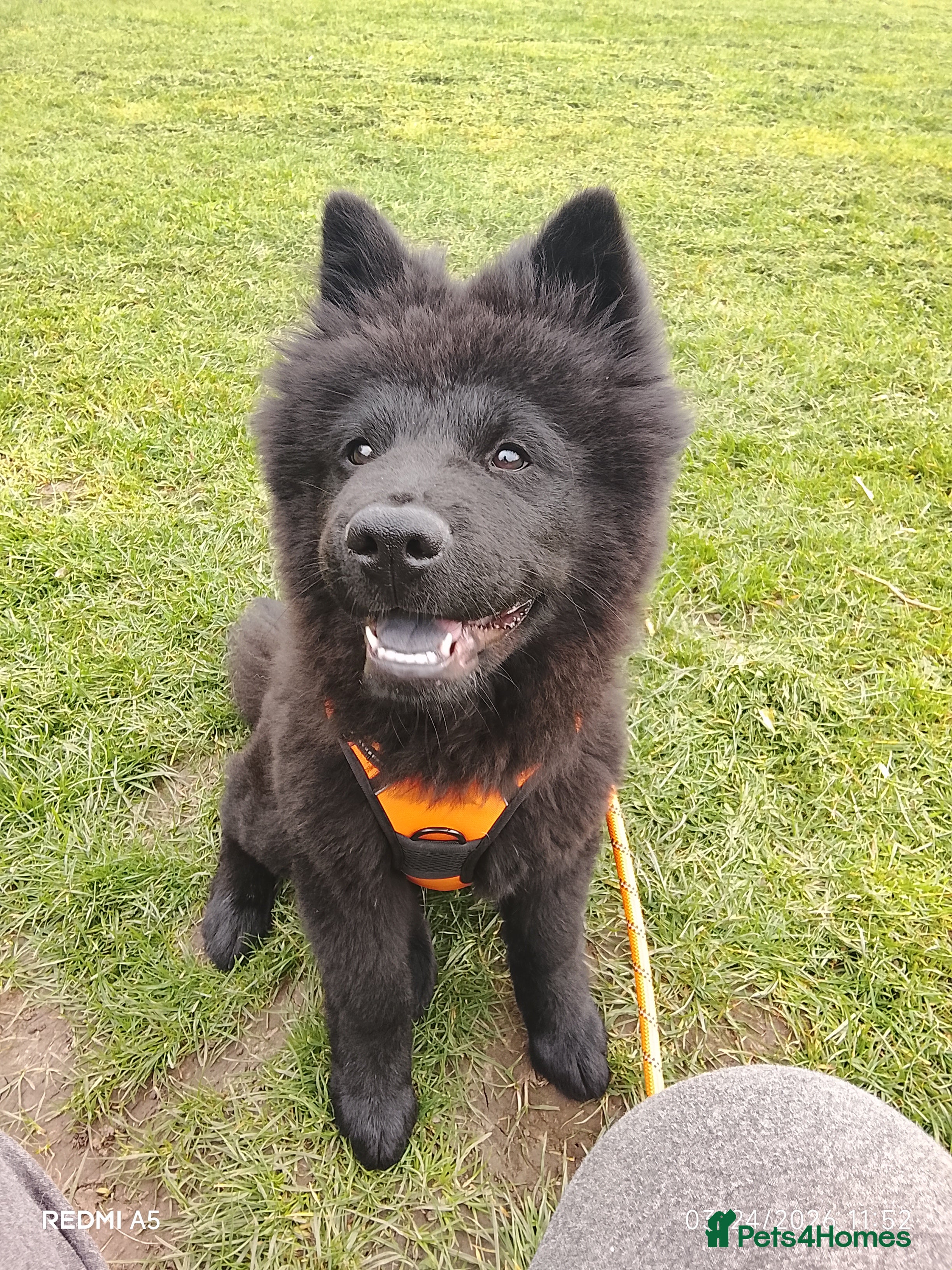 Mixed Breed dogs Chow chow x American akita - Advert 22