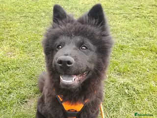 Mixed Breed dogs Chow chow x American akita - Advert 22