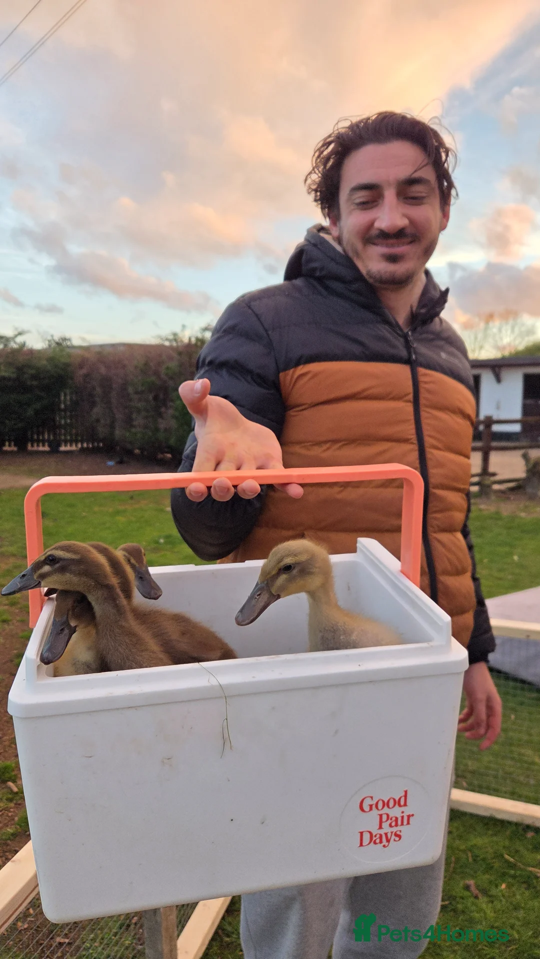 Ducks poultry for sale: Runner Duck EGGS in Goole - Advert 2