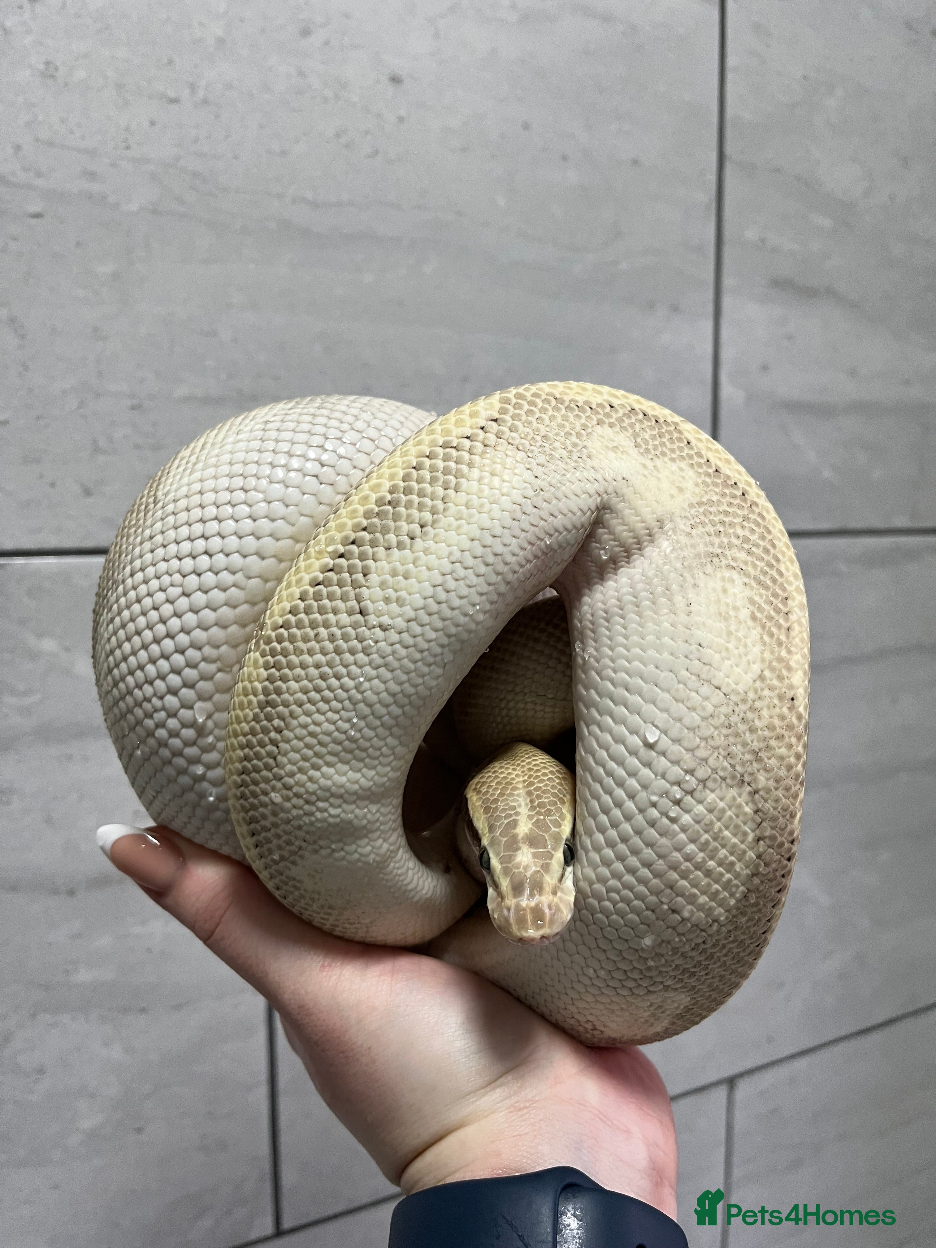 Python Snake reptiles Royal Python - Advert 19