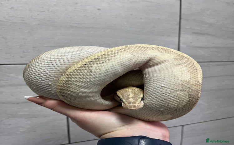 Python Snake reptiles - Advert 1