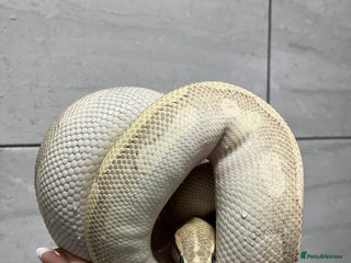 Python Snake reptiles - Advert 9