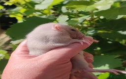 Rat rodents for sale: Agouti , cinnamon, blue and hooded Dumbo rats  - Image 3