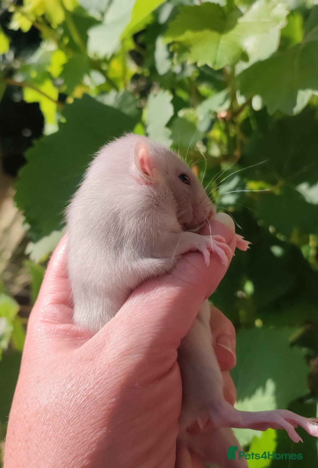 Rat rodents for sale: Agouti , cinnamon, blue and hooded Dumbo rats  - Image 3