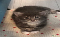 Mixed Breed cats for sale: Gorgeous little Guy - Image 4