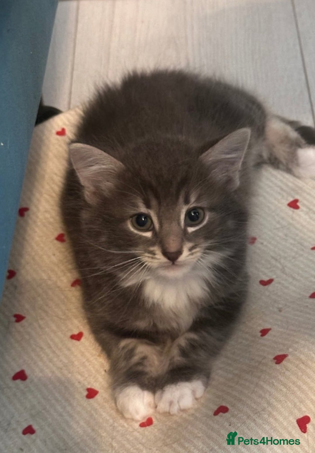 Mixed Breed cats for sale: Gorgeous little Guy - Image 4