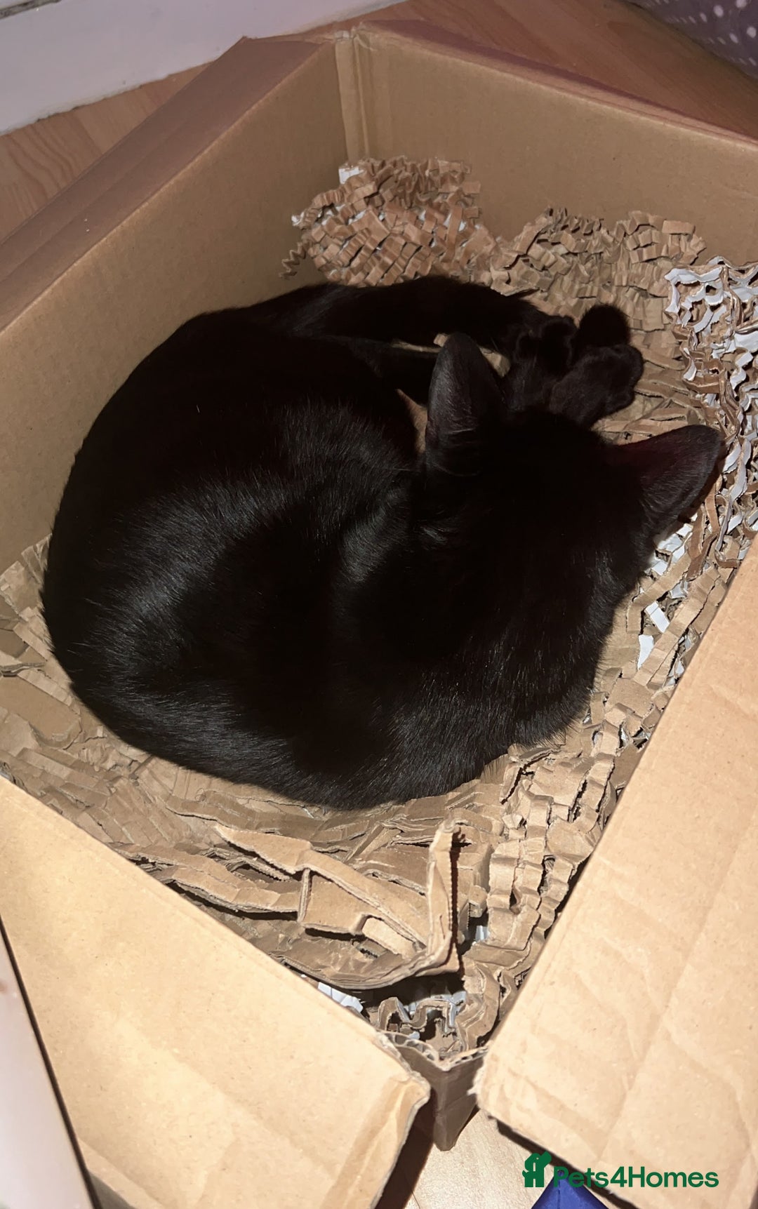 Domestic Shorthair cats for sale: Domestic Shorthair for Sale - Image 5