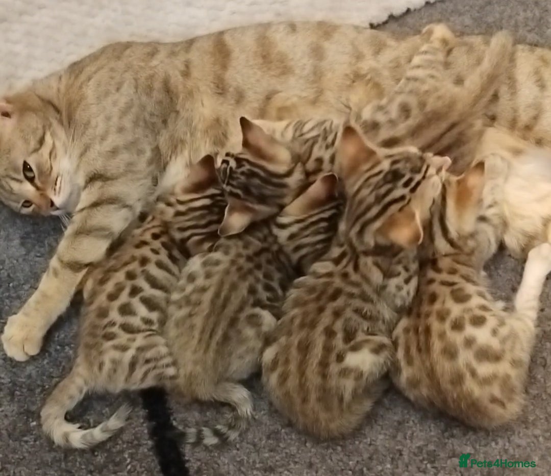 Mixed Breed cats for sale: Cross breed kittens - Advert 1