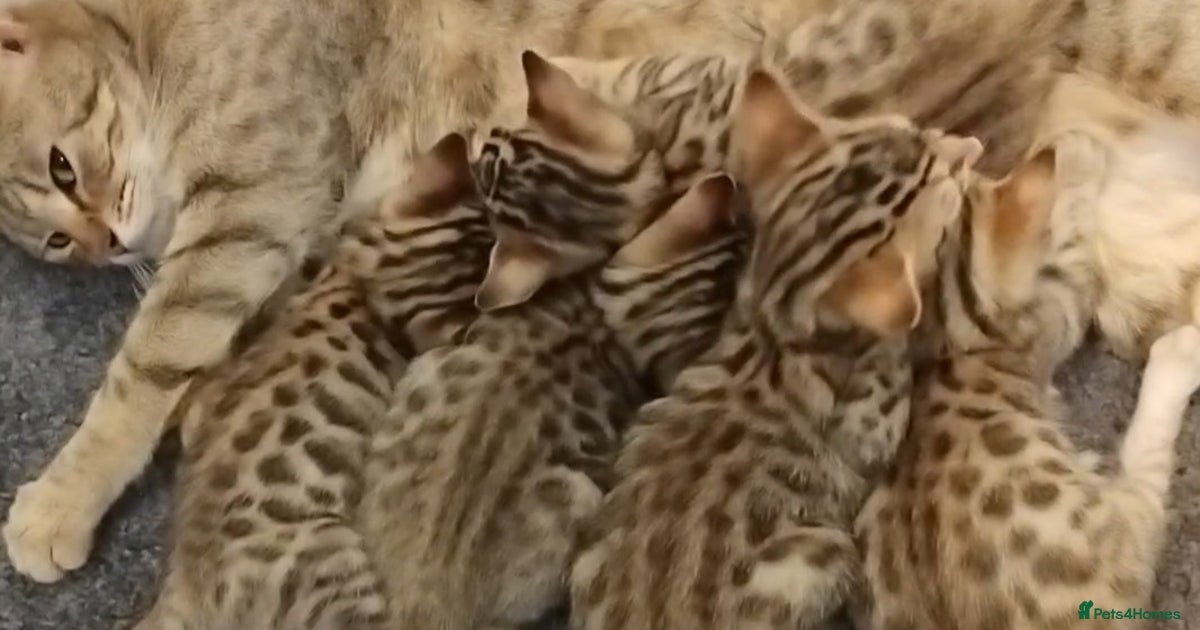 Cross breed kittens for sale in Crawley | Pets4Homes