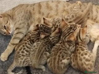 Mixed Breed cats Cross breed kittens - Advert 15