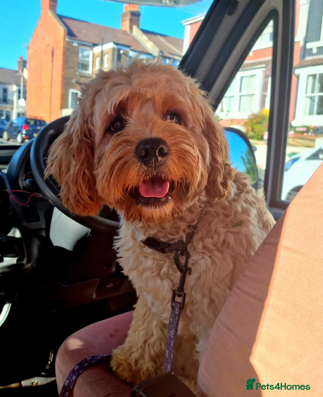 Cavapoo dogs for stud: STUD in exchange for one of the puppies - Advert 3