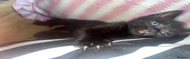 Mixed Breed Kitten 2