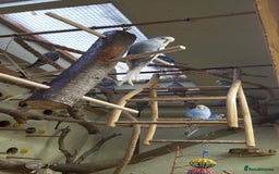 Budgerigars birds for sale: !!! YOUNG BUDGIES READY FOR REHOMING!!! - Image 4