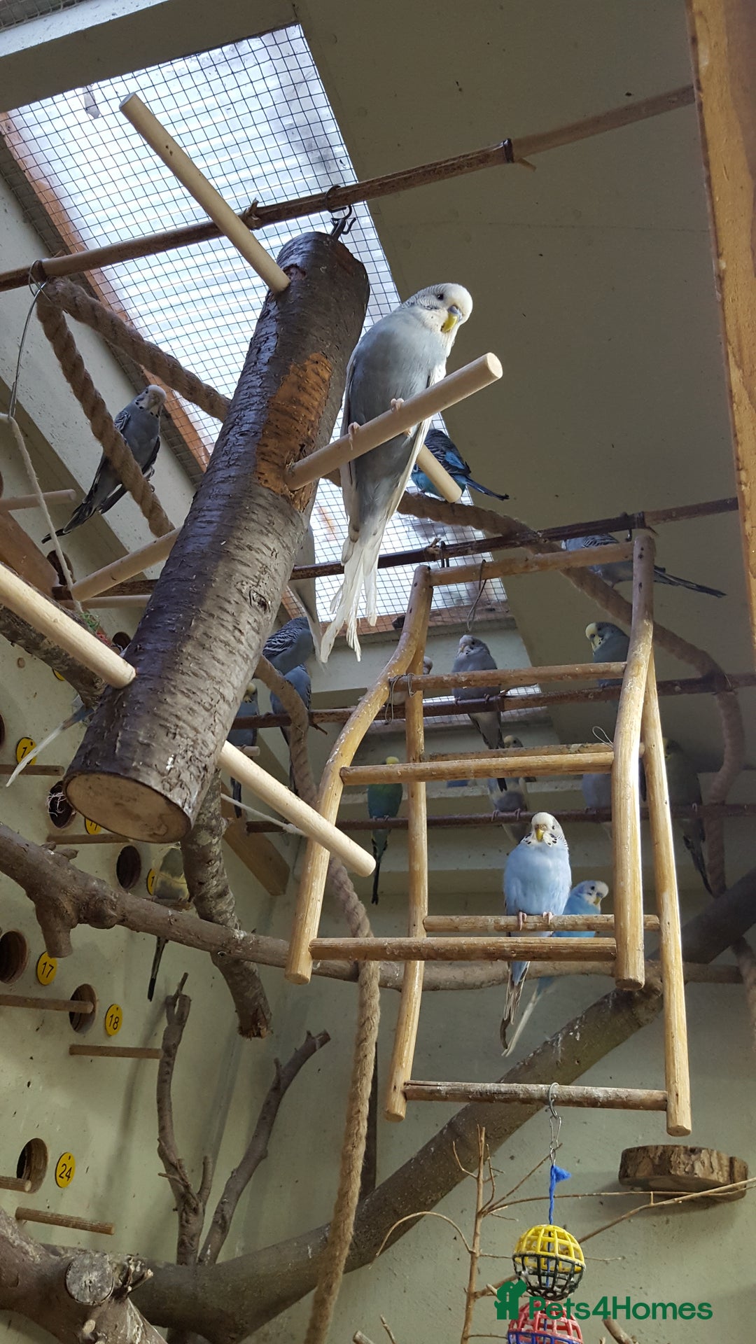 Budgerigars birds for sale: !!! YOUNG BUDGIES READY FOR REHOMING!!! - Image 4