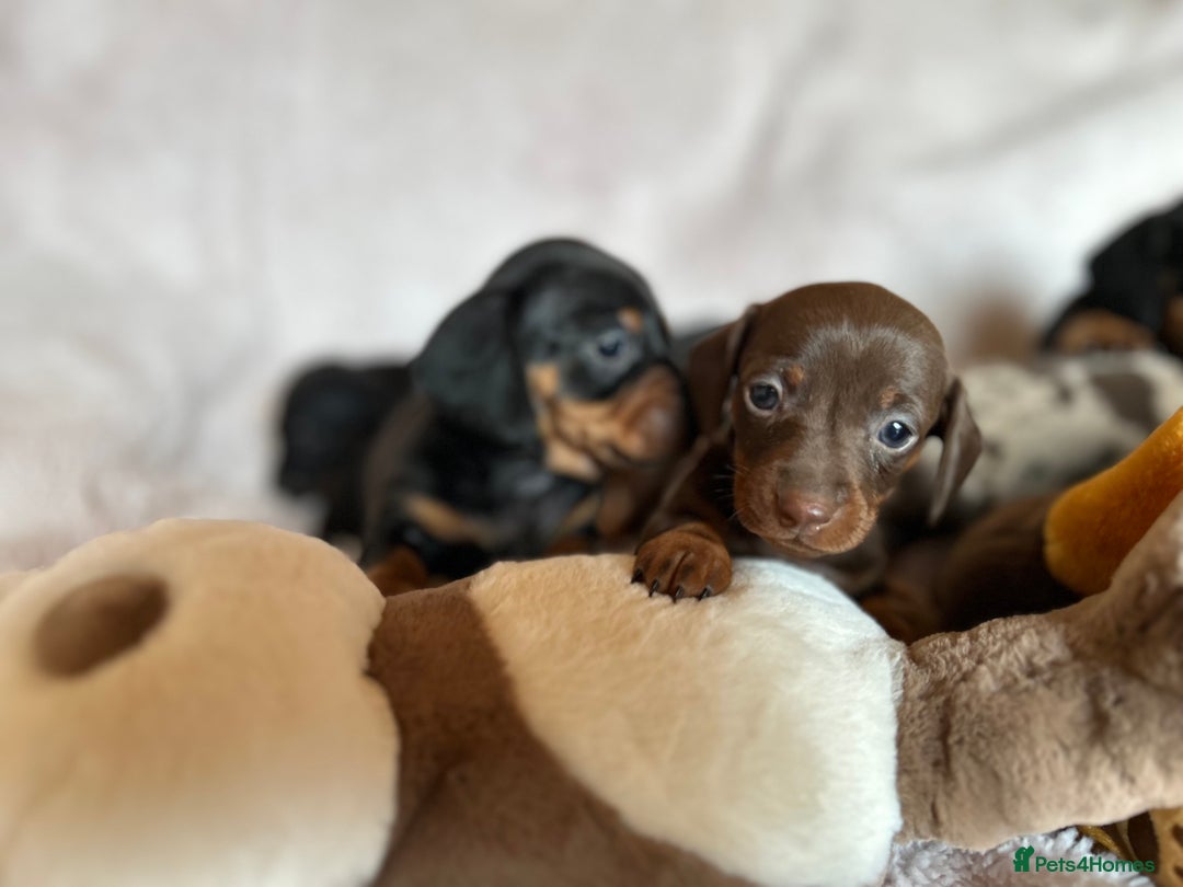 Dachshund dogs for sale: 7 Gorgeous puppies  - Image 13