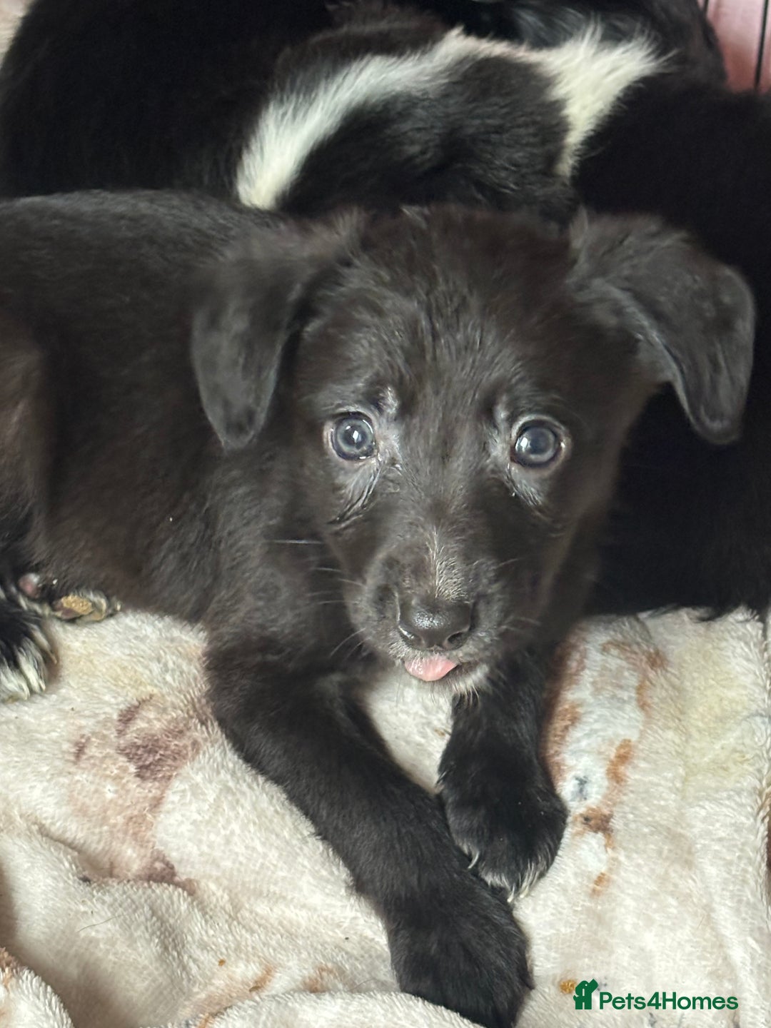 Mixed Breed dogs for sale: Cocker x Collie puppies  - Advert 6