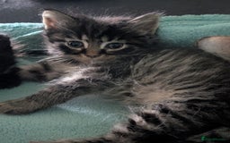 Mixed Breed cats for sale: Spynx X maincoon  - Image 2