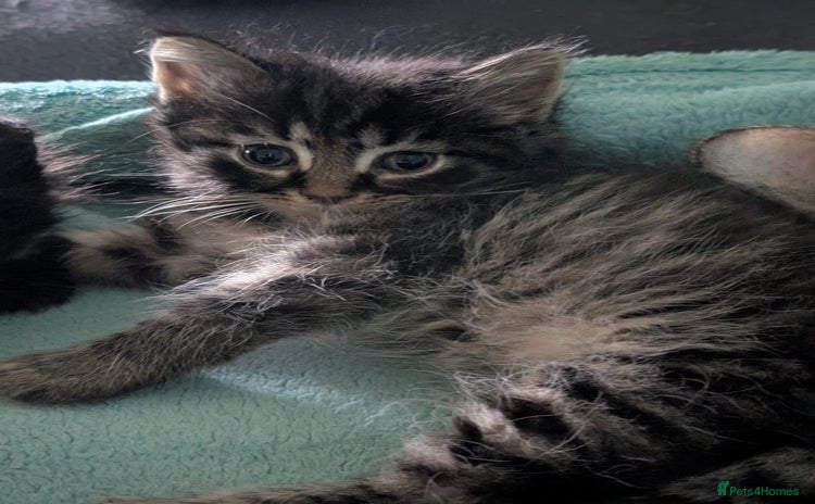 Mixed Breed cats - Advert 15