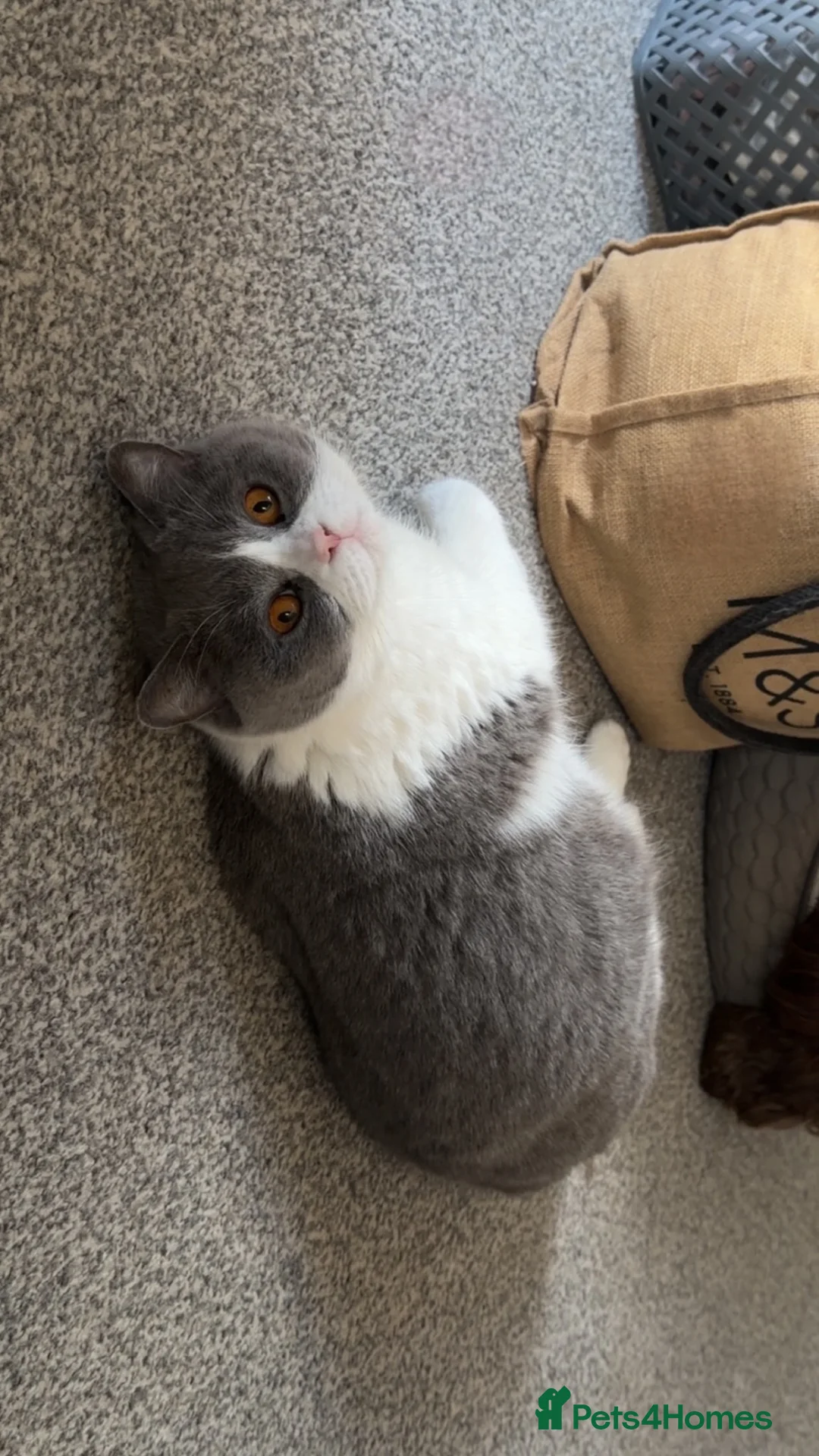 British Shorthair cats for sale: Beautiful blue British shorthair kittens  - Advert 1