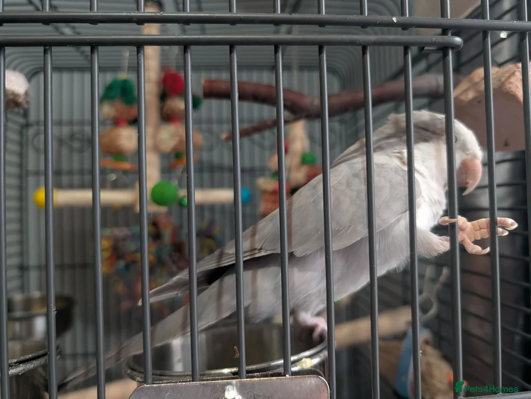 Parakeets birds for sale: Quaker  - Advert 2